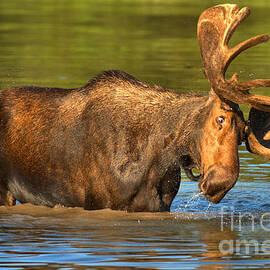 Vertigo Moose by Adam Jewell