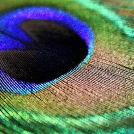 Vibrant colours of a peacock feather by Sami Sarkis Photography