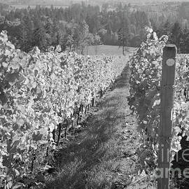 vineyard in Willamette Valley by Bruce Block