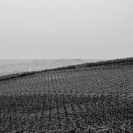 Vineyard of Italy  by AM FineArtPrints