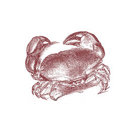 Vintage Crab tee by Edward Fielding