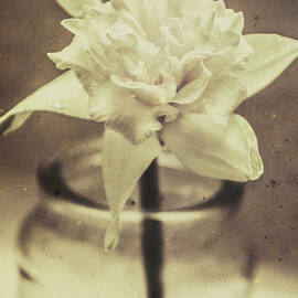 Vintage floral still life of a pure white bloom by Jorgo Photography