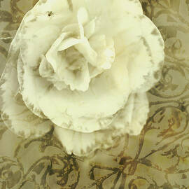 Vintage white flower art by Jorgo Photography