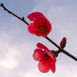 Walking in the air by AM FineArtPrints