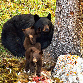Walking On Dinner by Adam Jewell