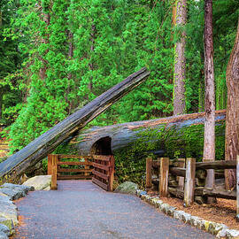 Walking trail in Sequoia National Park, California by Miroslav Liska