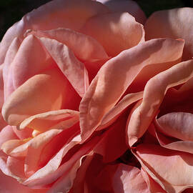 Warm Wishes by Rona Black