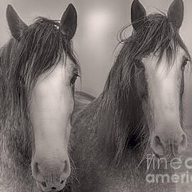 Watching by Kype Hills