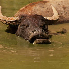 water buffalo sleeping by Flees Photos