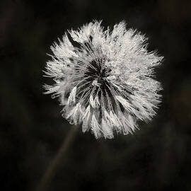 Water Drops on Dandelion Flower by Scott Norris