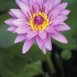 Water Lily by Allan Seiden - Printscapes