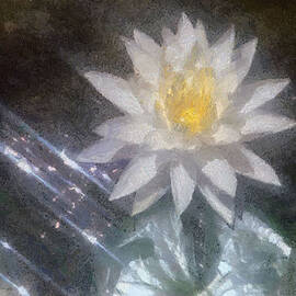 Water Lily in Sunlight by Jeffrey Kolker