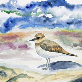 Watercolor - Double-banded Plover on the Beach by Cascade Colors