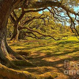 Waves Of Historic Oak Branches by Adam Jewell