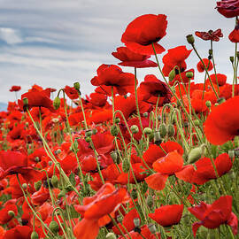 Waving Red Poppies by Jean Noren