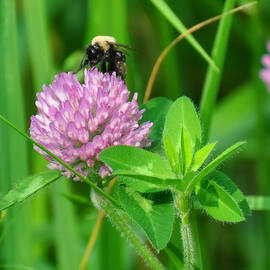 Western Honey Bee on Clover flower by Flees Photos