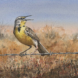 Western Meadowlark by Sam Sidders