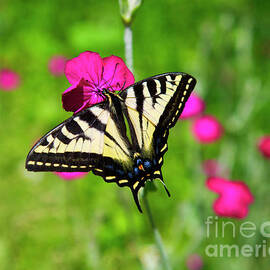 Western tiger Swallowtail butterfly by Bruce Block
