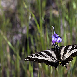 Western Tiger Swallowtail by Ed Clark