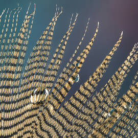 Wet Drop on Wood Duck Feather by Jean Noren