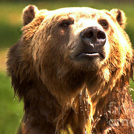 Wet Grizzly Face by Adam Jewell