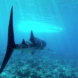 Whale shark by Sami Sarkis Photography