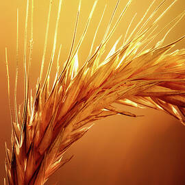 Wheat Close-up by Johan Swanepoel