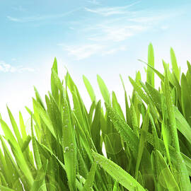 Wheatgrass against a white by Sandra Cunningham