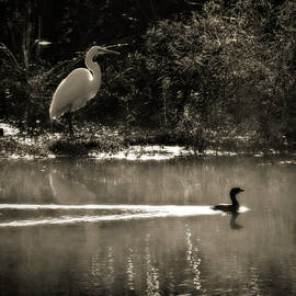 When The Morning Fog Lifted by Steven Sparks