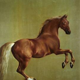 Whistlejacket by George Stubbs