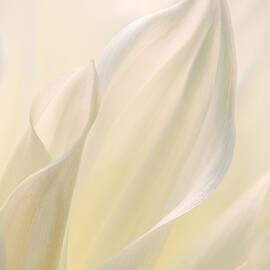 White Delicacy by Mary Jo Allen
