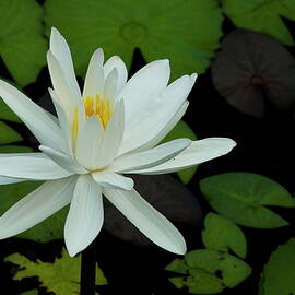 White Lotus flower by Sami Sarkis Photography