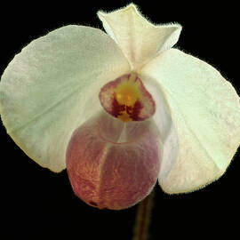 White Paphiopedium by Jean Noren