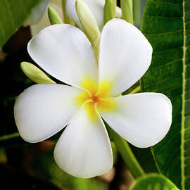 White Plumeria by Kelley King