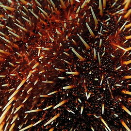 White Sea Urchin by Sami Sarkis Photography