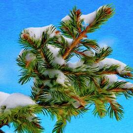 White Snow on Evergreen by Jeffrey Kolker