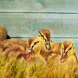 Wild Ducklings by Angeles M Pomata