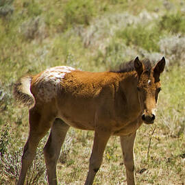 Wild Mustang Appaloosa Foal by Waterdancer 