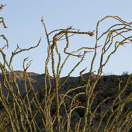 Wild Ocotillo by Kelley King