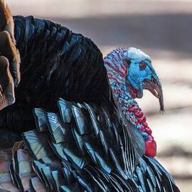 Wild Turkey  by Steven Ralser