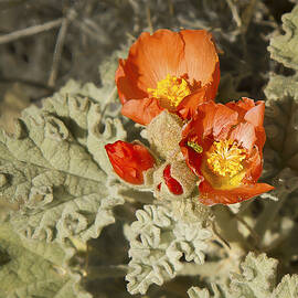 Wildflower in Death Valley by Jean Noren by Jean Noren