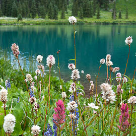 Wildflowers Along the Lake by Cascade Colors