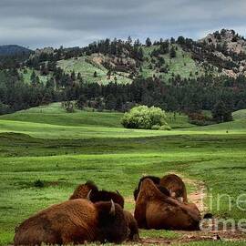 Wind Cave Bison by Adam Jewell