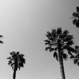 Wind In The Palms- by Linda Woods by Linda Woods