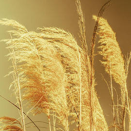 Windswept autumn brush grass by Jorgo Photography