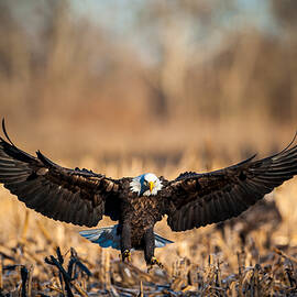Wing Span