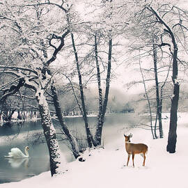 Winter Calls by Jessica Jenney