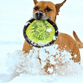 Winter Frisbee Fun by Adam Jewell