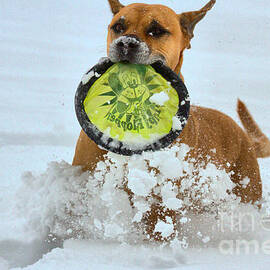 Winter Frisbee Games by Adam Jewell