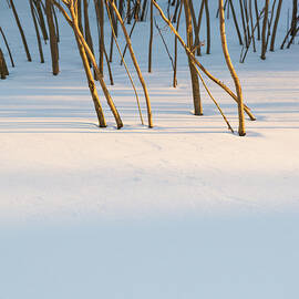 Winter Scene - Abstract by Shankar Adiseshan